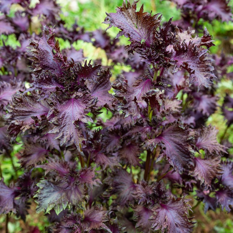 Shiso (Perilla Pourpre)