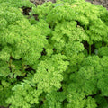 Curled dwarf parsley 'Mousse'