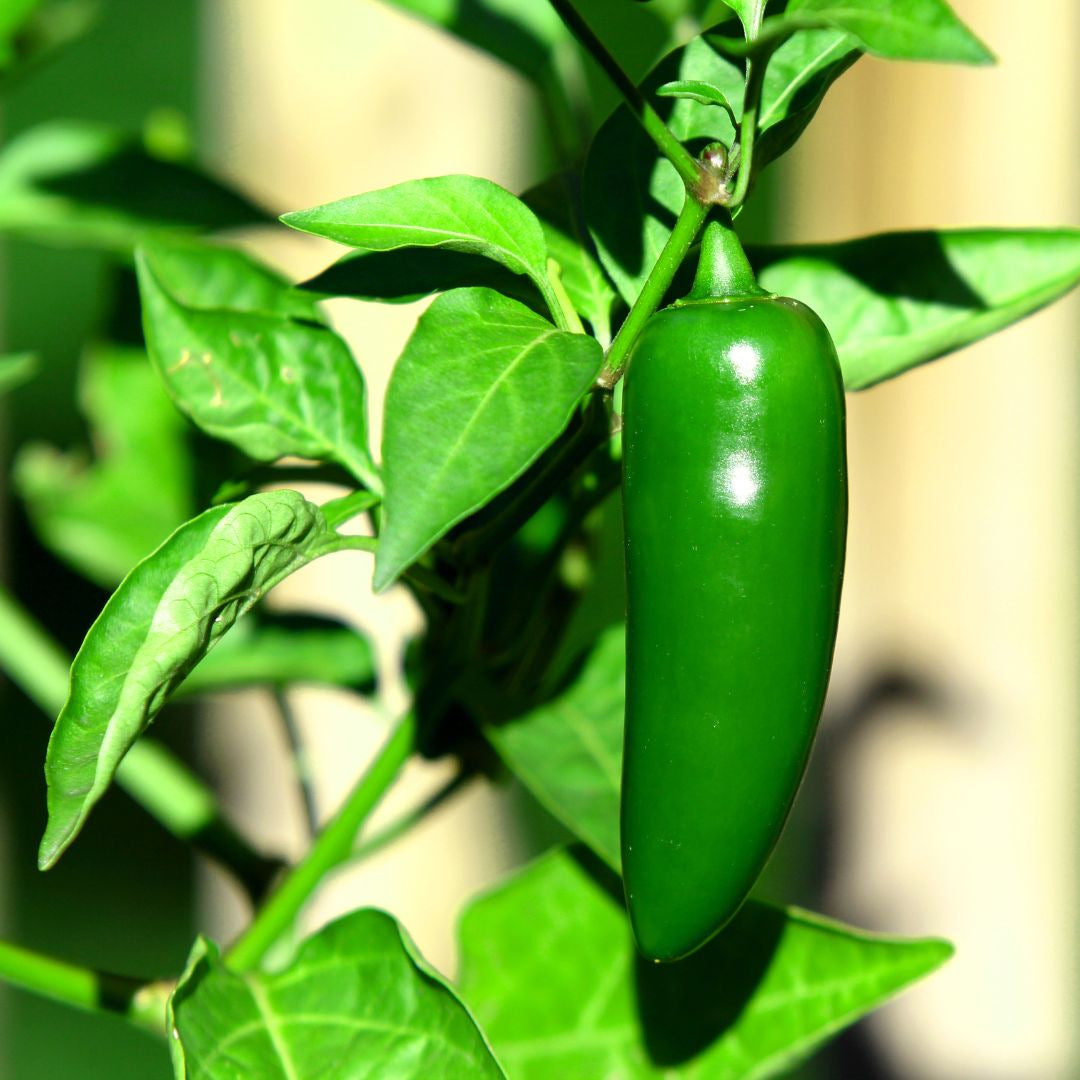 Jalapeño Pepper