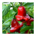 Bishop's Crown Pepper