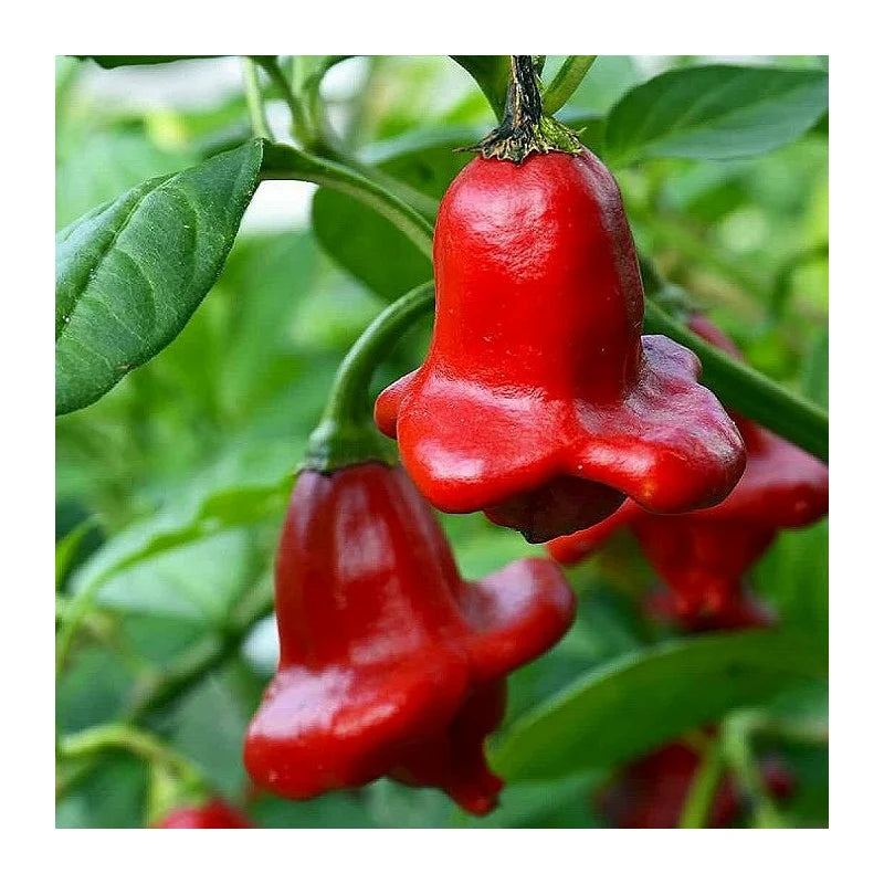 Bishop's Crown Pepper
