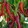 Cayenne pepper