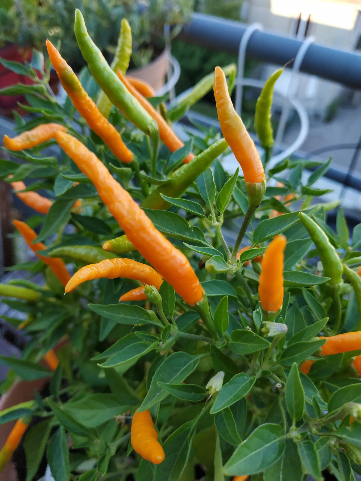 z Piment Thai Orange