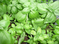 Basil - (Large Green / Genovese)