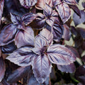 Purple basil
