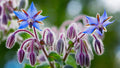 Borage