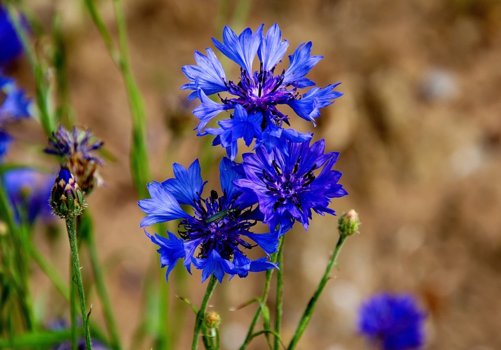 BLEUET