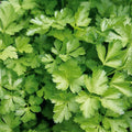Persil commun (Plat)