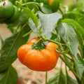 Hill Sweet Pepper