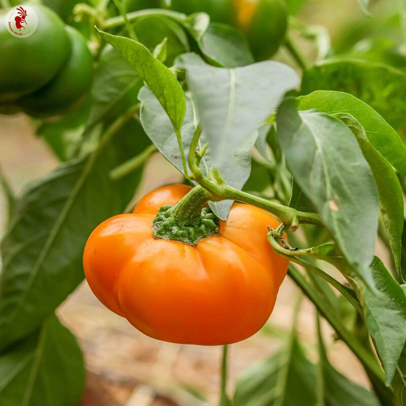 Hill Sweet Pepper