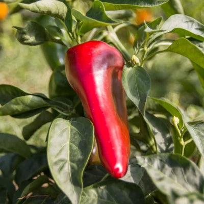 Red bell pepper