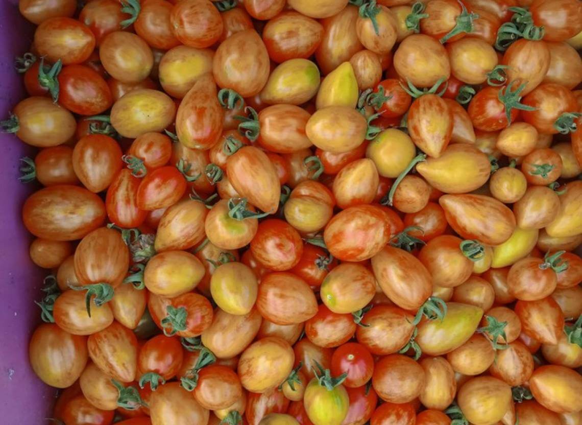 Tomate Bonbon de Gembloux