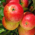 Pommier "Cox's Orange Pippin"