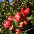 Pommier "Melrose"