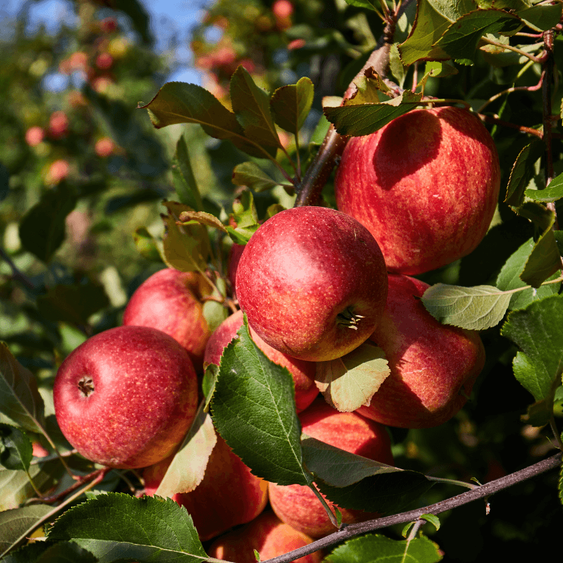 Pommier "Melrose"