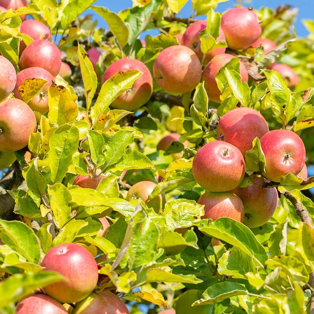 Pommier "Reine des Reinettes"