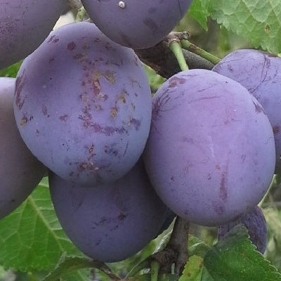 Prunier "Belle de Louvain"