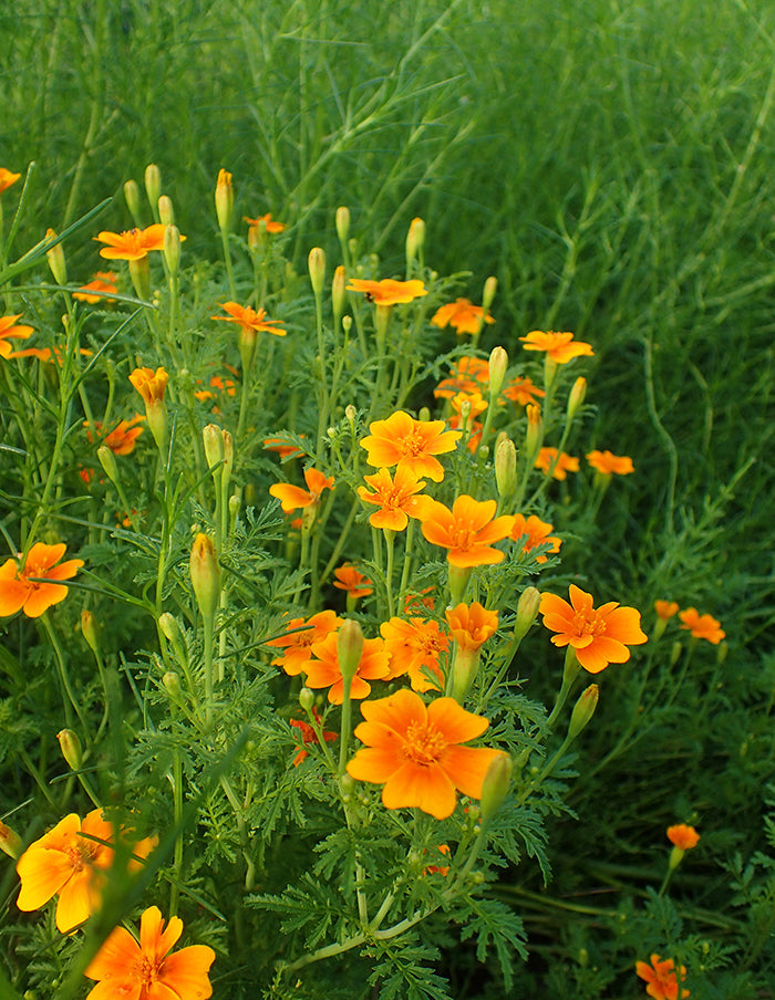Marigold (Tagetes)