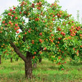 POMMIER (À PARTIR DE SEPTEMBRE)
