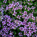 Thym Longicolis