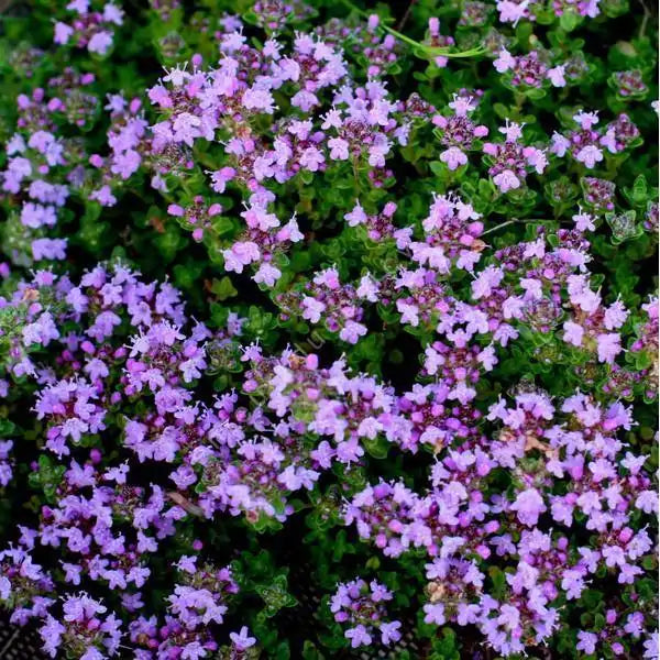 Thym Longicolis