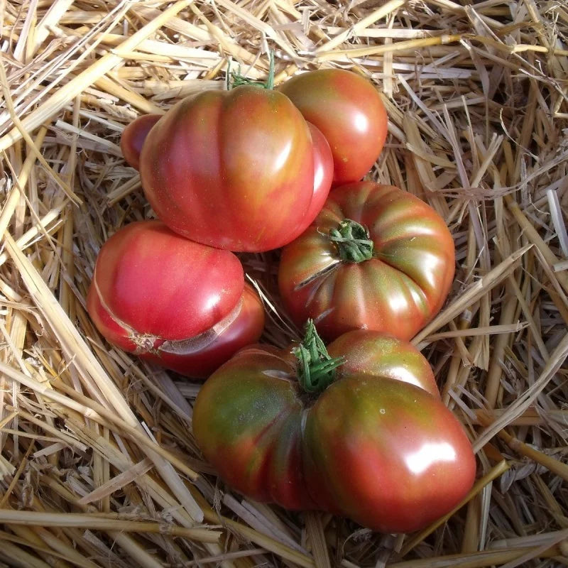 Tomate Ananas Noir