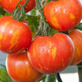 Tigerella tomaat