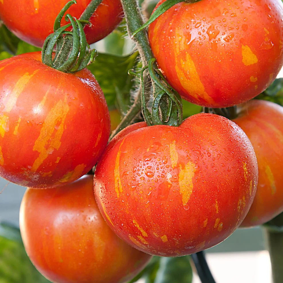 Tomate Tigerella