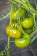 Tomate Verte de Huy