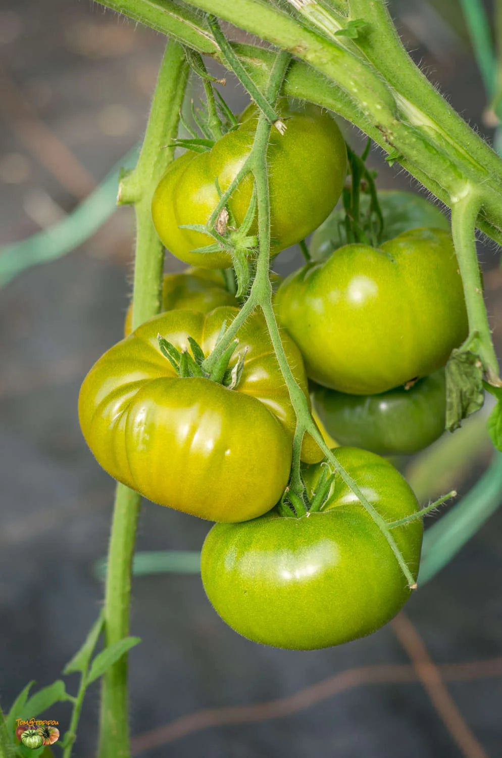 Tomate Verte de Huy