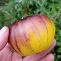 Wolverine Tomato