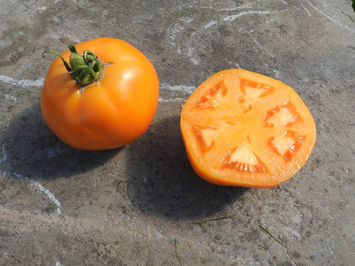 z Tomate Yellow Belgian