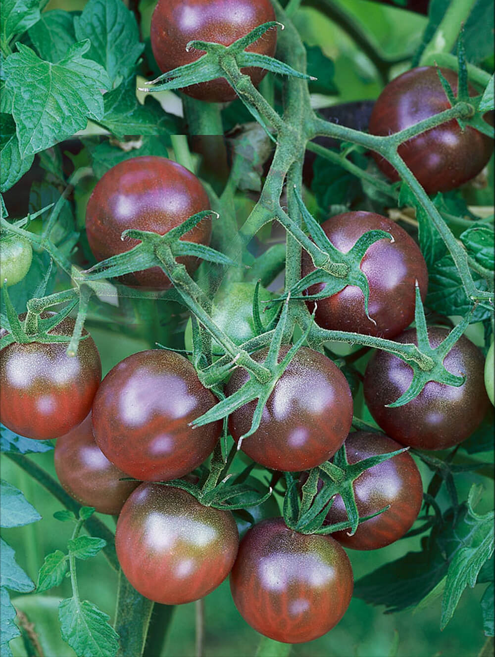 z Tomate Black Cherry