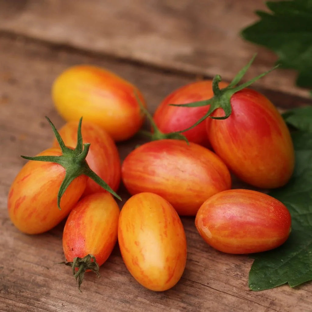 Tomate Blush
