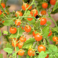 Tomate Orangette