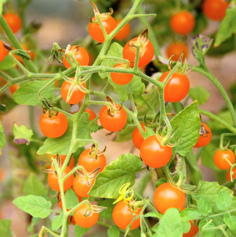 Tomate Orangette