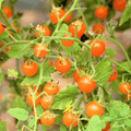z Tomate Orangette