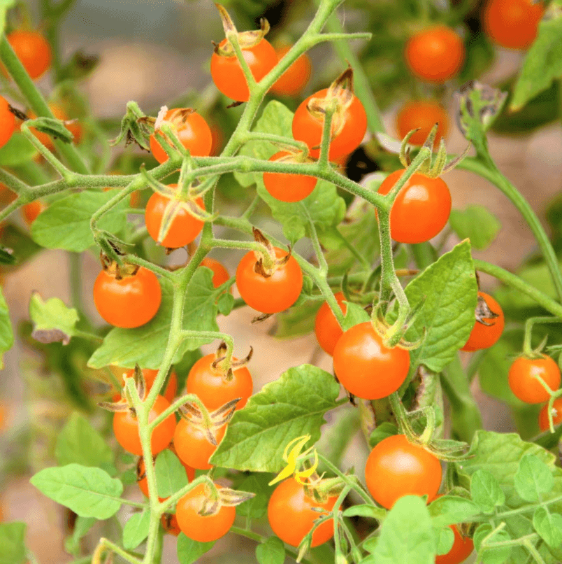 z Tomate Orangette