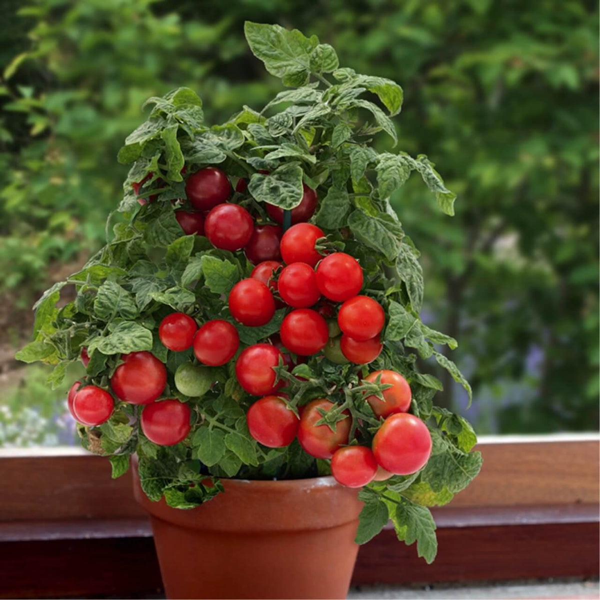 z Tomate Vilma Cherry