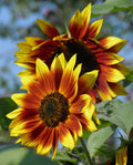 Sunflower Velvet Queen