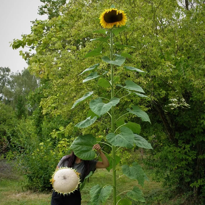 Giant Sunflower
