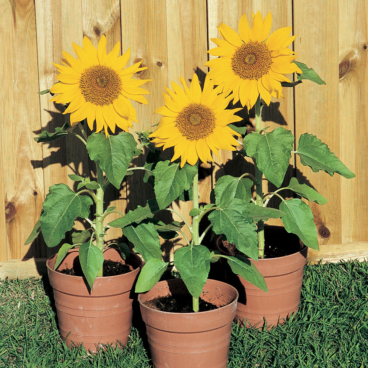 Dwarf Sunflower