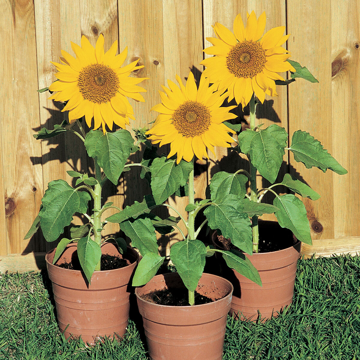 Dwarf Sunflower