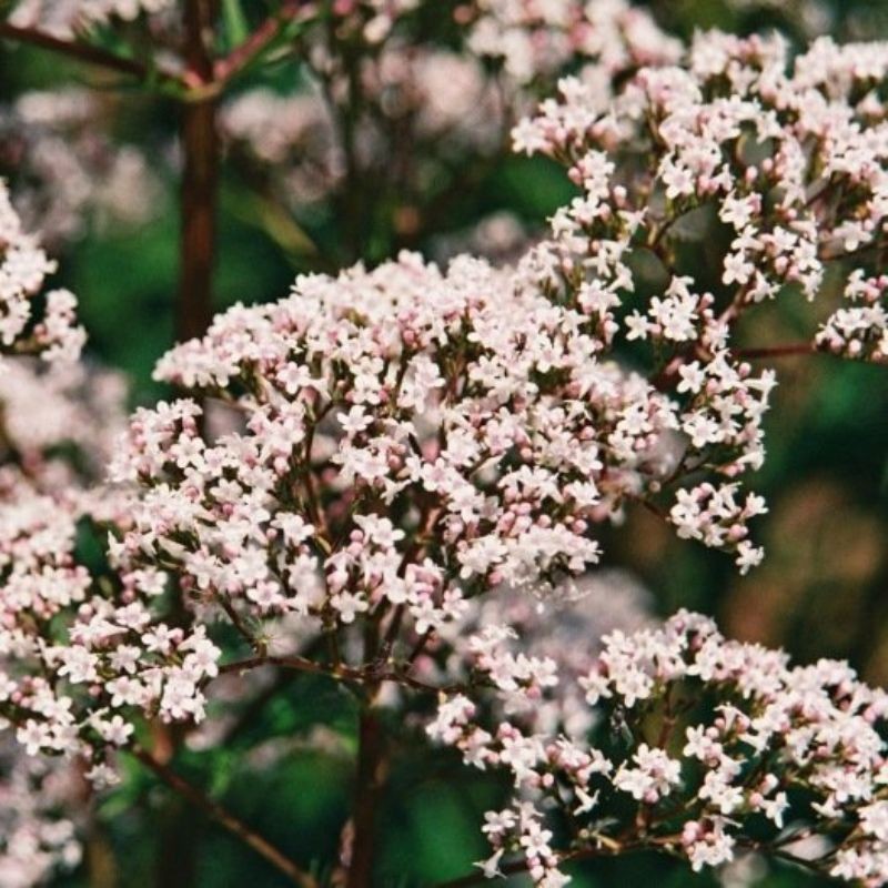 Valériane Officinale