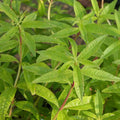 Verveine Citronée