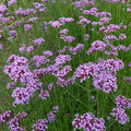 Verveine de Buenos Aires