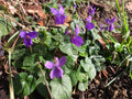 Violette Odorante