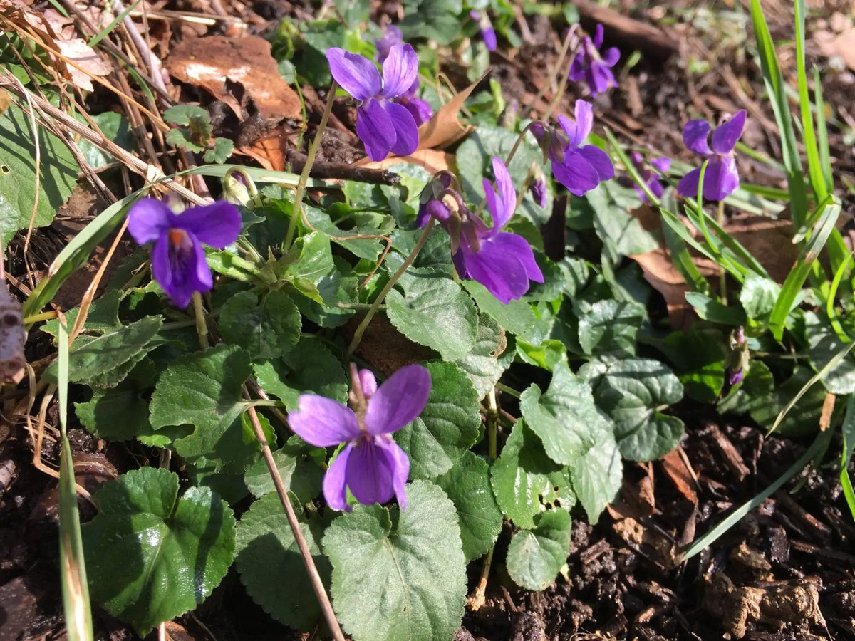 Violette Odorante